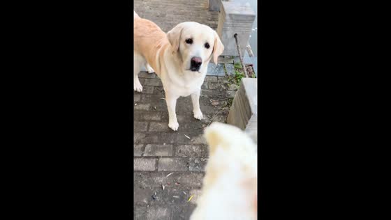 Golden Retriever repeatedly misses tossed treats in Jiangsu, China