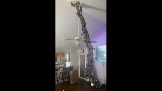 Tree trunk crashes through ceiling in Monroe, USA