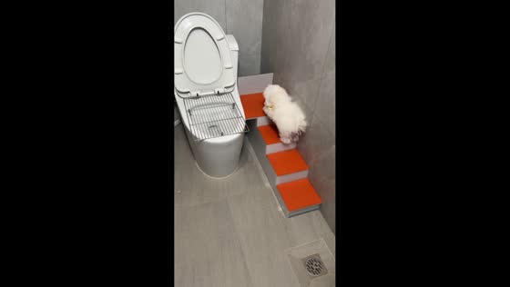 Small white dog uses clever steps to reach toilet bowl in Guangdong, China
