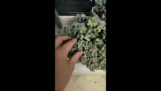 Frozen Baby Donkey’s Tail succulents in Jilin, China