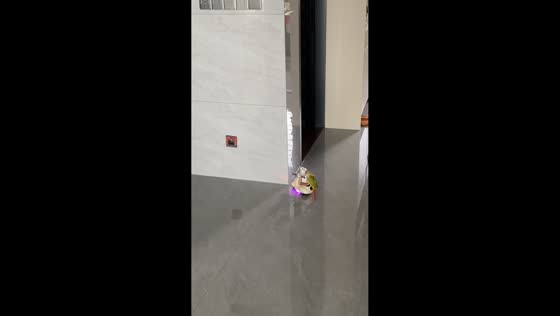 Two parrots ride moving motorcycle toy as it performs wheelies in Fujian, China