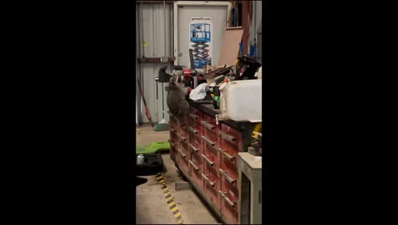Raccoon caught climbing to steal tools in San Antonio, Texas, USA