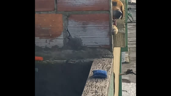 Dog peers through terrace during barbecue in Bogotá, Colombia
