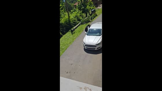 Bear opens car door and climbs inside in Gatlinburg, Tennessee, USA