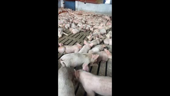 Piglets react in sync to echoed voice in Ninh Binh Phuoc, Vietnam