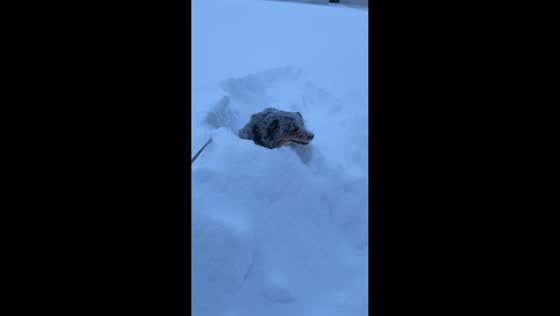 Dog joyfully dives into fresh snow in Mora, Sweden