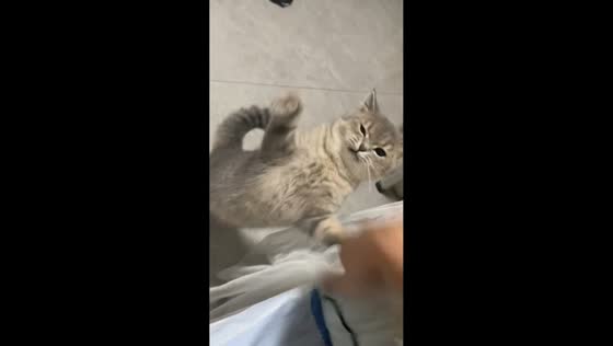 Cat playfully “fights” with owner through curtain in Guangxi, China