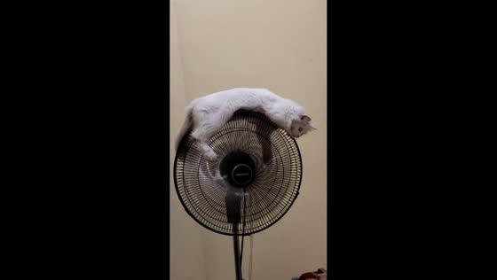 Unbothered cat rides a moving fan in Surabaya, Indonesia