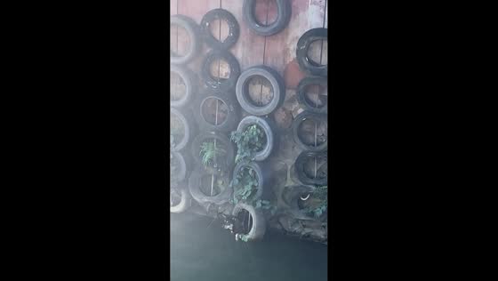 Dog trapped beside seawall in Guangdong, China