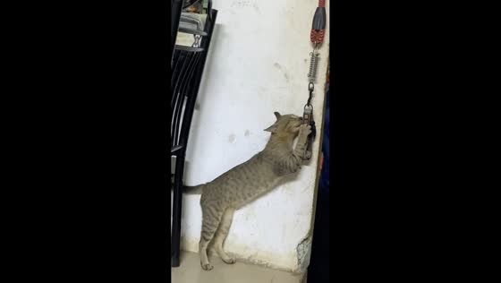 Cat stands on hind legs while playing with leash in Santa Catalina, Negros Oriental, Philippines