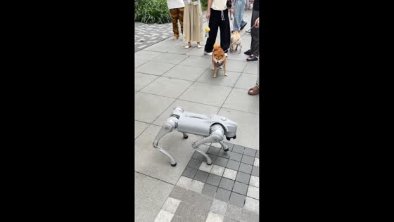 Shiba Inu barks at robot dog during outdoor encounter in Sichuan, China