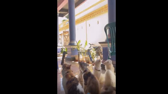 Cats compete in treat-licking contest to celebrate Indonesia's Independence Day