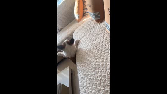 Pet Corgi falls from the sofa in Gansu, China