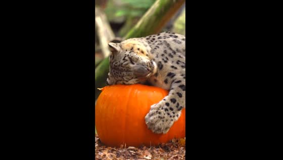 Snow leopard Jessie snuggles with giant pumpkin in adorable video