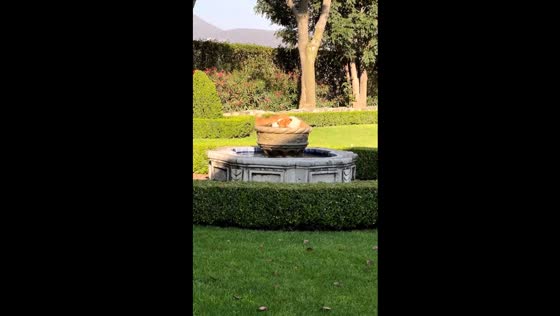 Refreshing splash: Canela's playful fountain bath on a hot day in San Miguel de Allende