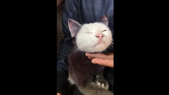 Enchanting fur patterns: unique cat in Blitar delights in friendly affection