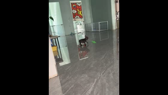 Dog twirls fly swatter stick in Jilin, China