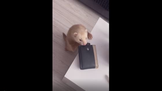 Tenacious ferret's persistent pursuit: the wallet heist in Bytom, Poland