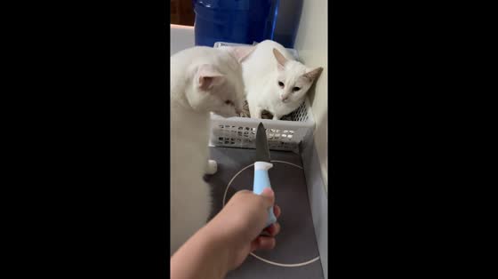Cats hilariously squabble over crate space in Mandaue, Cebu City, Philippines