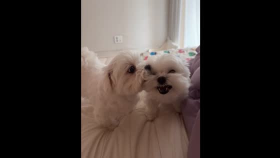 Dog growls as mate licks: Cheonan, South Korea
