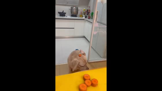 Dog hilariously misses treat during kitchen catch in Shandong, China