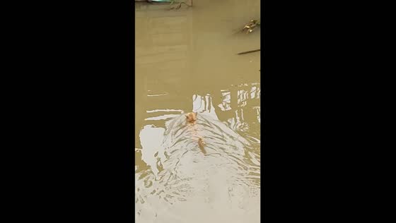 Adventurous cat, Ramos, takes a swim to woo a feline companion in Indonesia