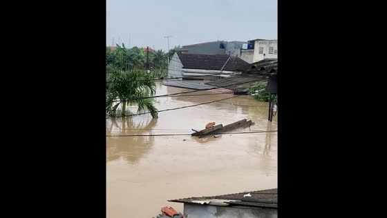 Cat floats on wood in Bekasi flood