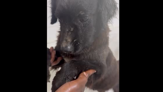 Dog rescued in Nassau, The Bahamas, after being dumped with fleas
