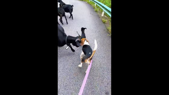 Dog nudged by adult goat after sniffing baby goat in Guizhou, China
