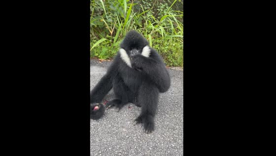Gibbon takes fruit and eats in Yunnan Province, China