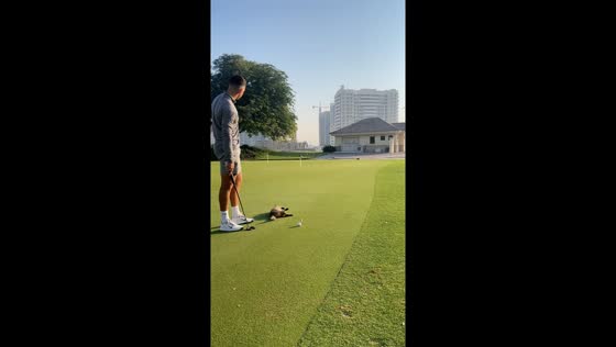 Feline friend steals the spotlight at Dubai's Els Golf Club 
