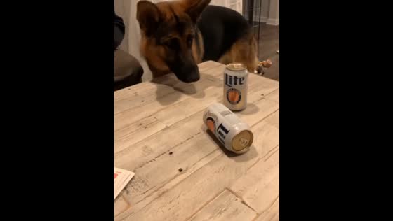 Dog topples bear cans in Cleveland