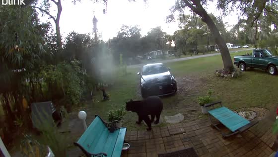 Surveillance camera captures wild black bear sniffing around Florida home for cat food