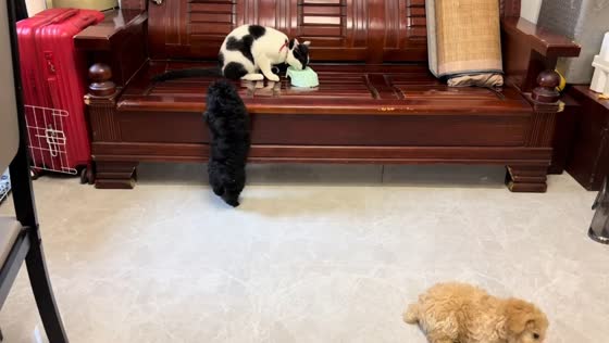 Puppy cries while failing to jump on wooden sofa in Zhejiang China