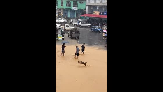 Joyful dog splashes through flooded street during rainstorm in Tuli, India