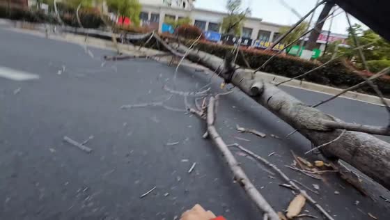 Rider crashes after strong wind knocks tree into roadway in Jiangxi, China