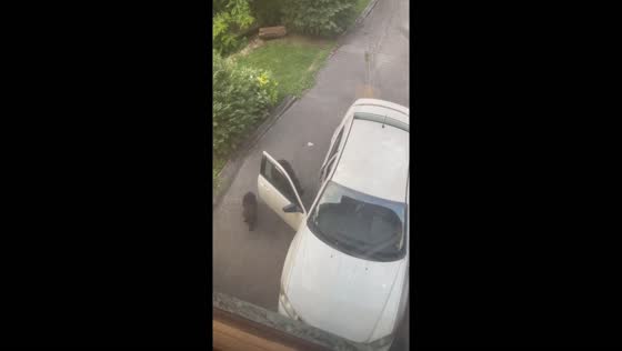 Mama bear and cubs take over car for chocolates!