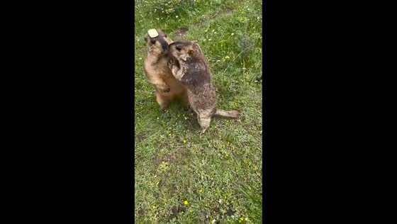 Funny groundhog cookie heist, in Shandong, China