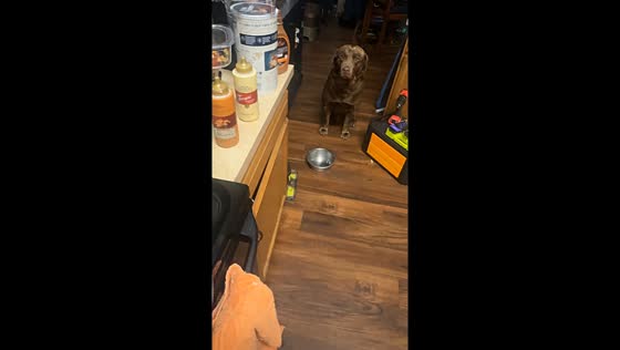 Hungry dog drops bowl while waiting for food in Brandon, Mississippi, USA