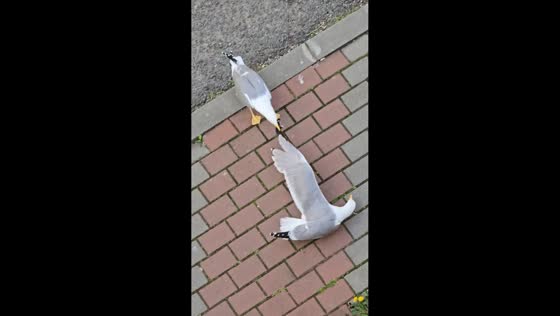 Two Ring-billed gulls amusingly tussle over food in Mangalia, Romania