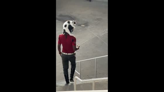 Cat perched on owner’s head while walking down stairs in Atlanta, USA