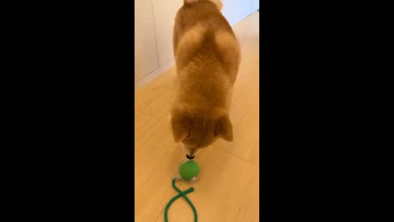 Dog startled by moving toy in Zhejiang, China