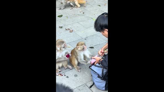 Monkeys enjoy dragon fruit shared by visitor in Guizhou, China