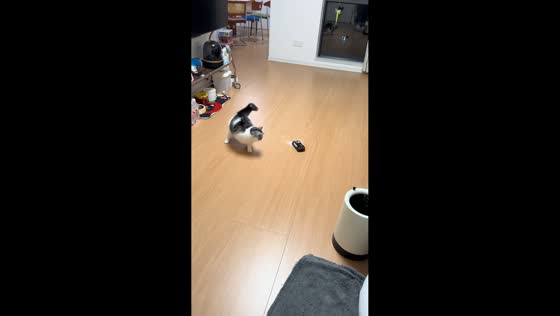 Cat hilariously tries to avoid a remote-controlled car circling around it in Fujian, China