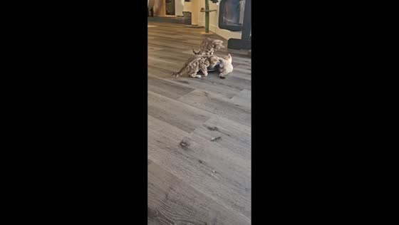 Bengal kittens playing with a Roomba in Reno, Nevada, USA