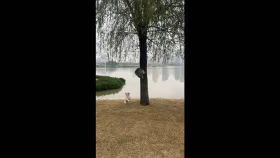 Playful dog chases a cat that accidentally falls into a lake in Hunan, China