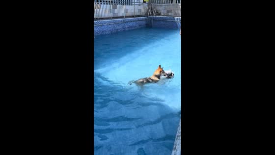 Dogs playfully swim in pool in Chongqing, China