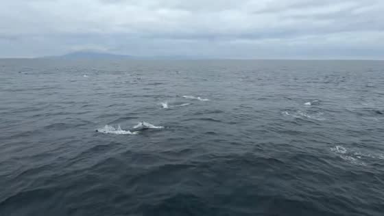 Large pod of dolphins spotted near Channel Islands, California, USA