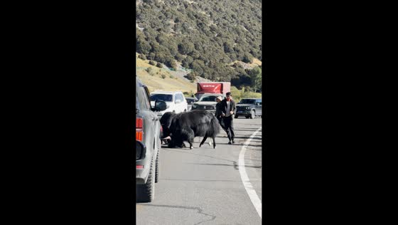 Yaks clash in the middle of a road as people and vehicles stop to watch in Tibet, China