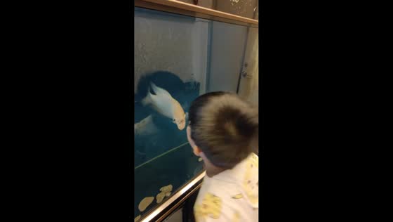 Child and fish mimic each other through aquarium in Guangdong, China